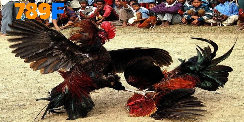 Trải nghiệm gà cựa tròn